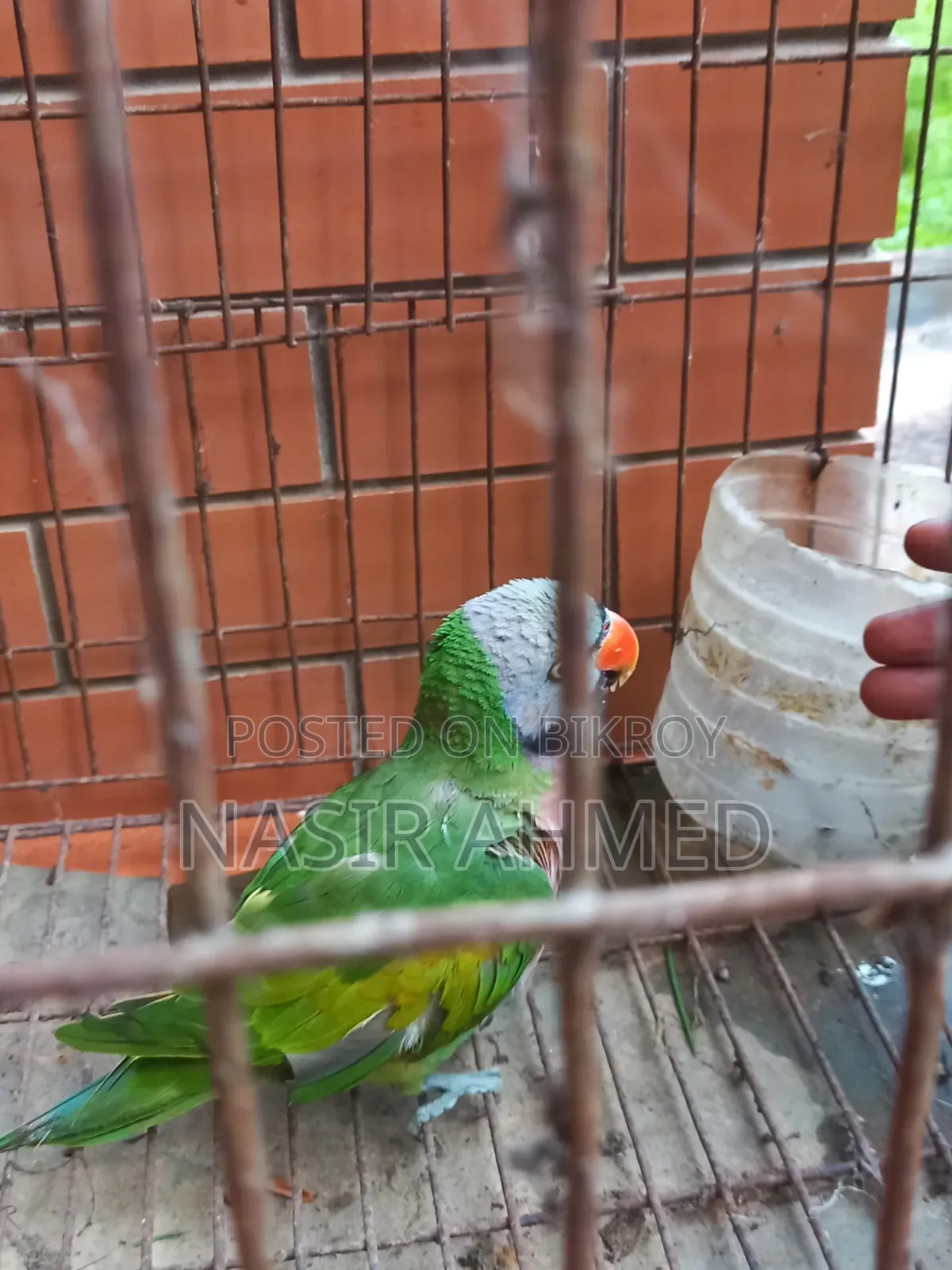 Parrot