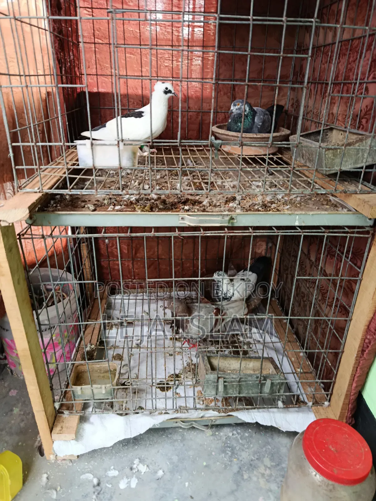 2 Pairs of Pigeons