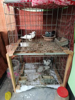 2 Pairs of Pigeons