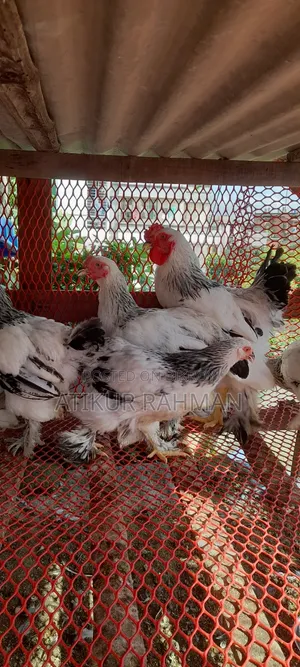 Will sell 6 pieces of Brahma chicken