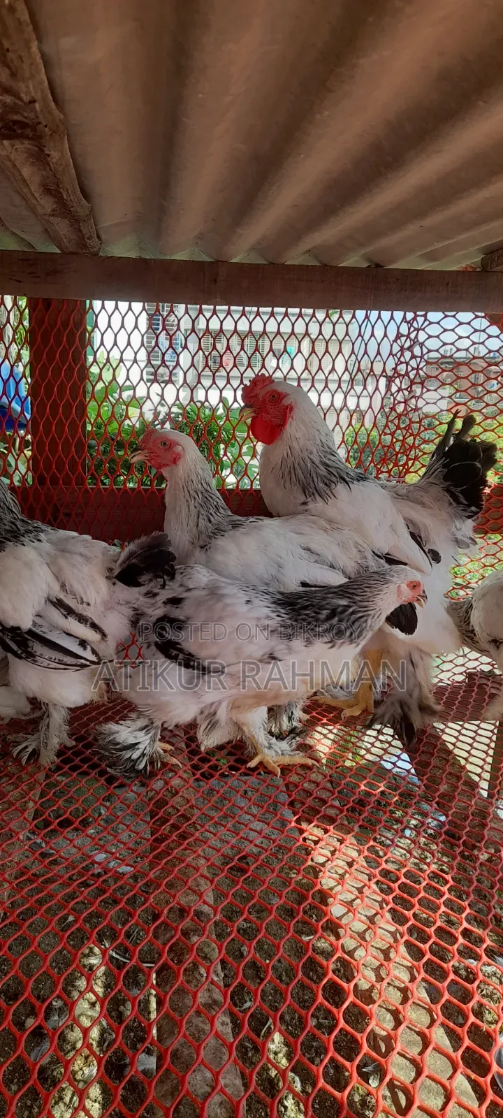 Will sell 6 pieces of Brahma chicken
