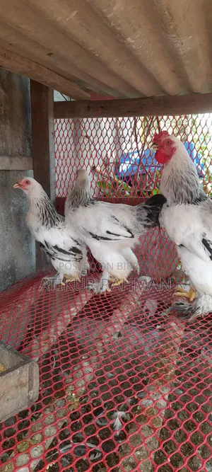 Will sell 6 pieces of Brahma chicken