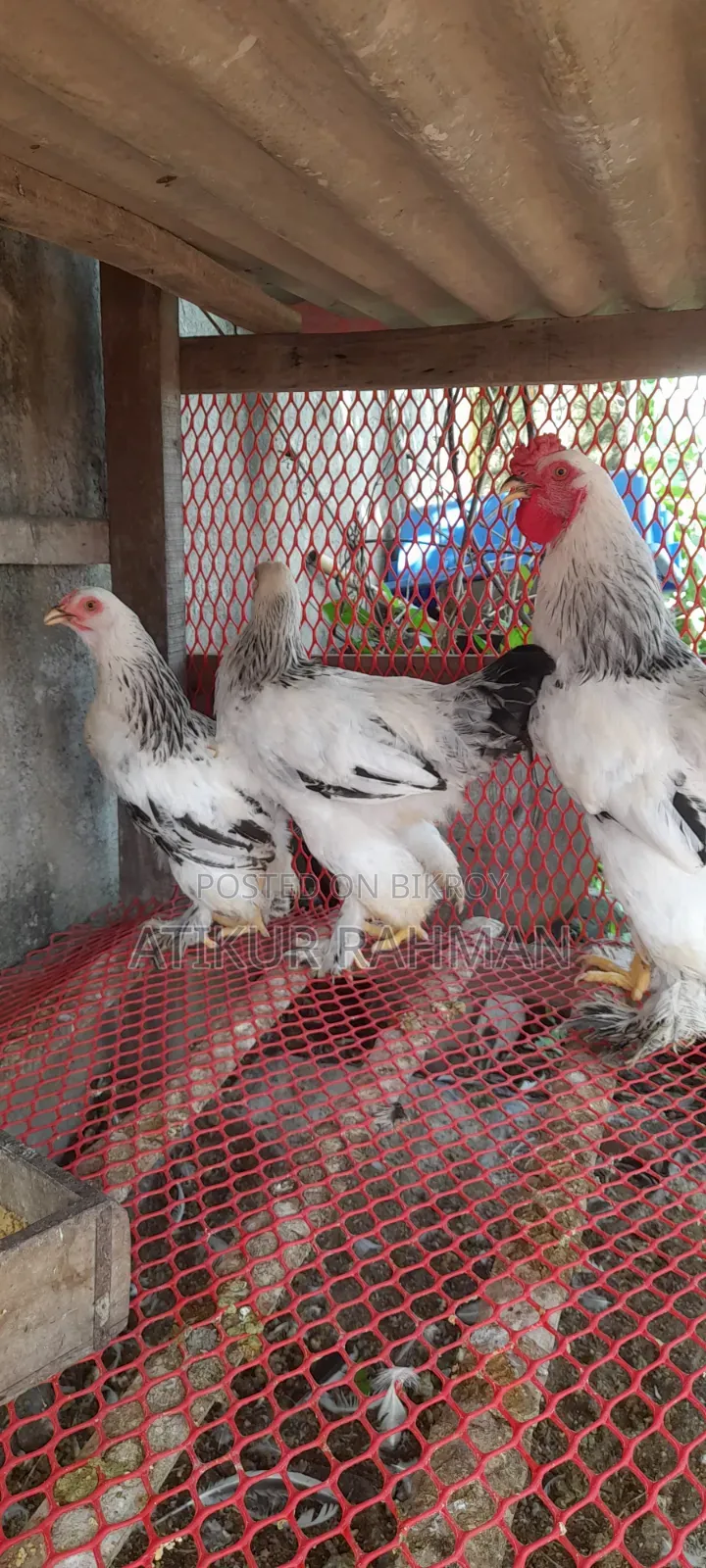 Will sell 6 pieces of Brahma chicken