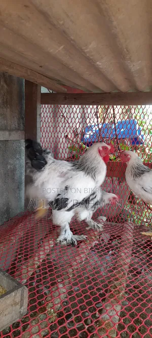 Will sell 6 pieces of Brahma chicken