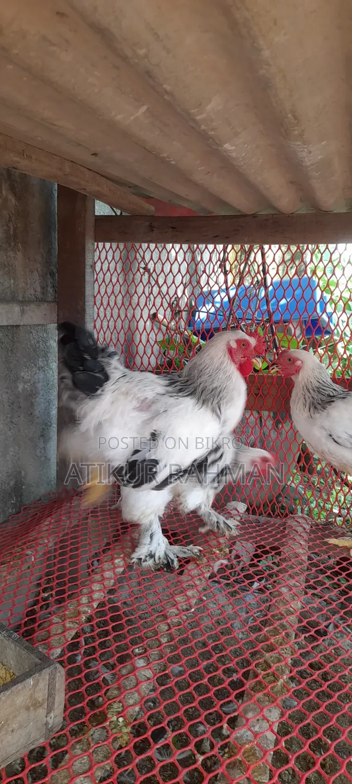 Will sell 6 pieces of Brahma chicken