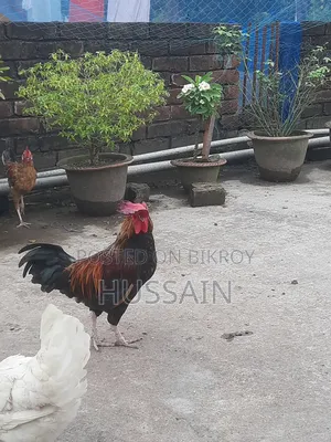 Desi Chicken