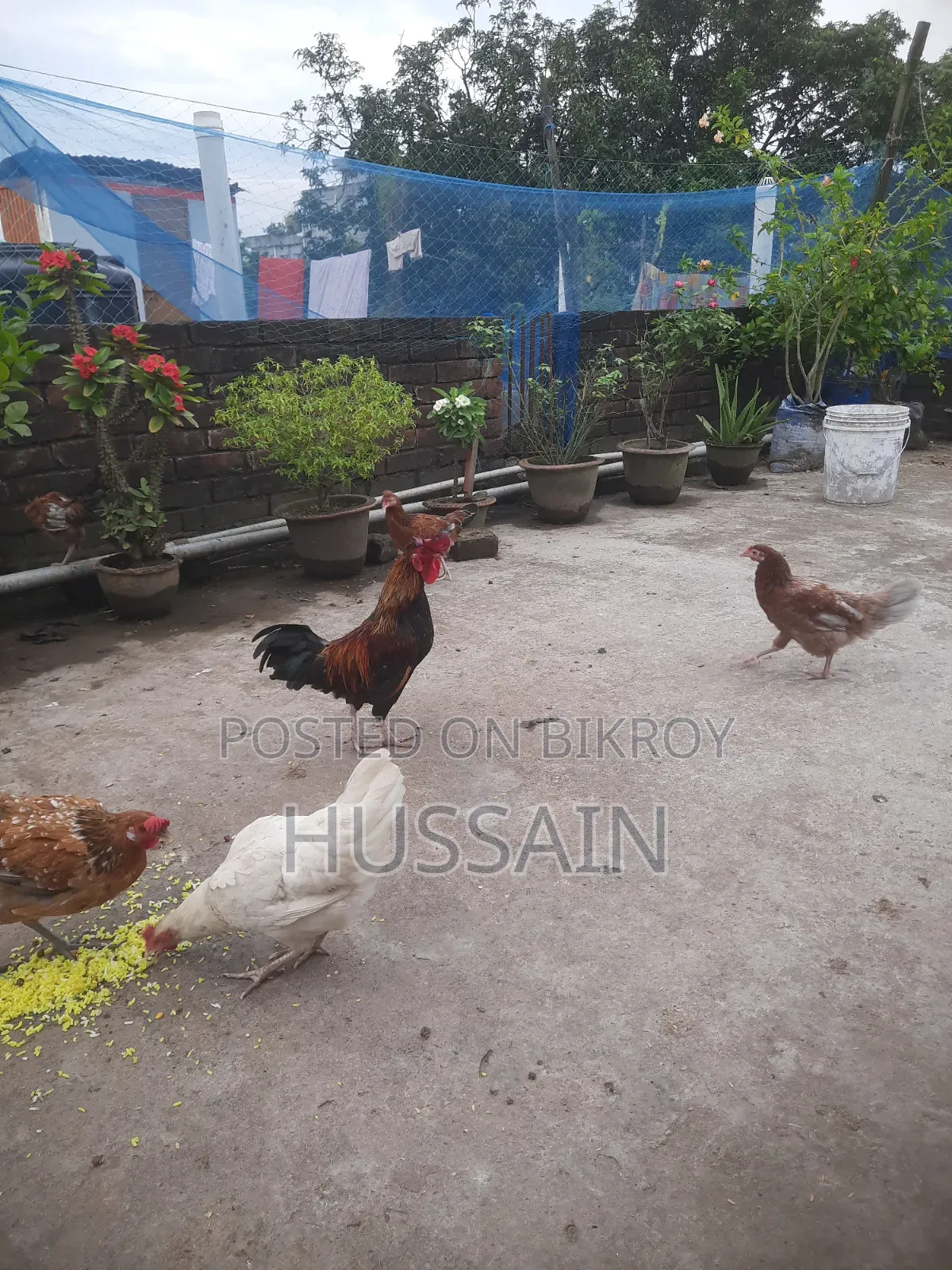 Desi Chicken