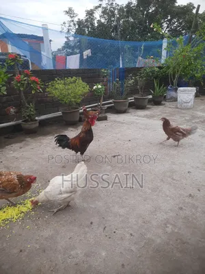 Desi Chicken