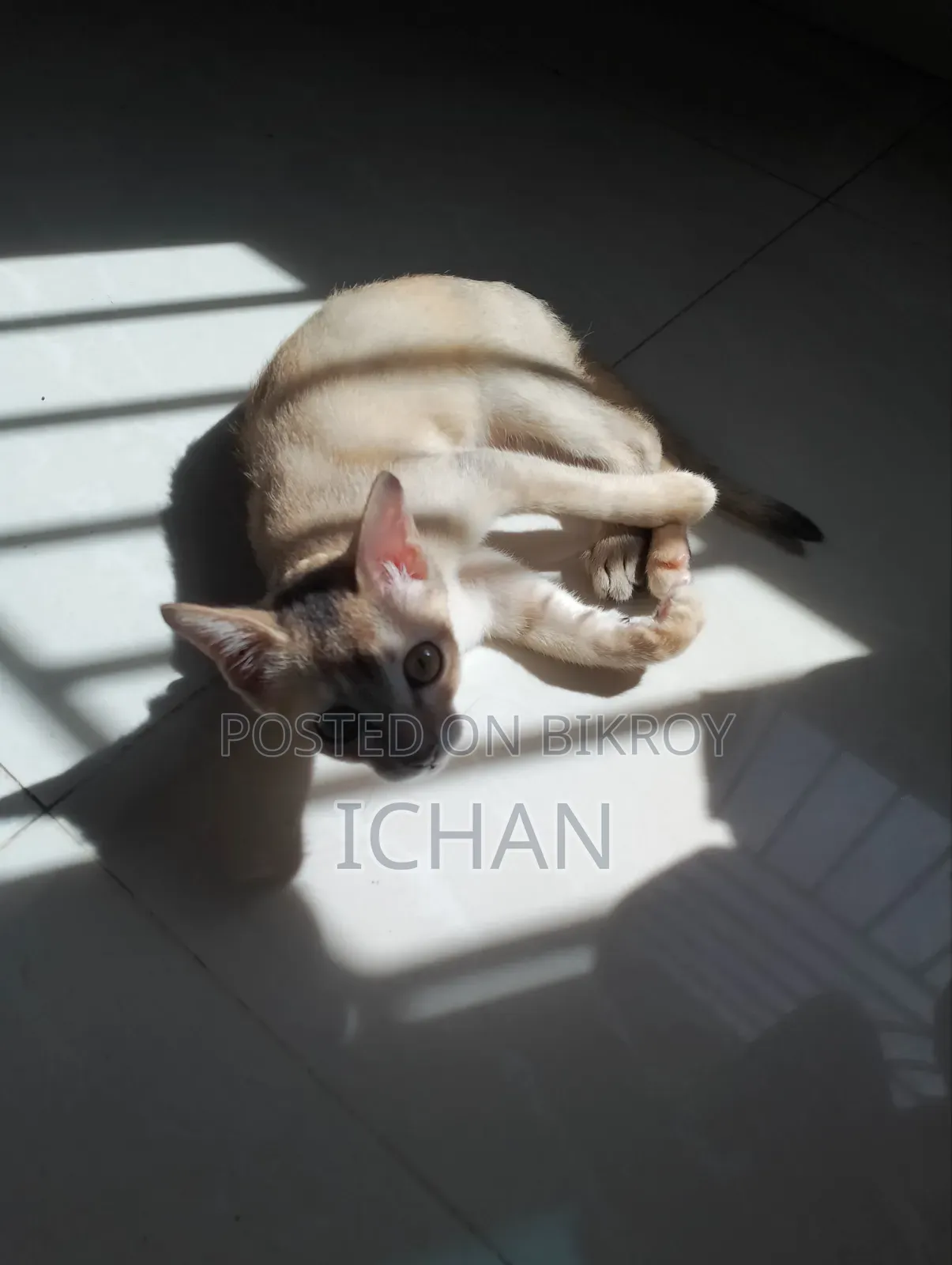 ১-৩ মাস বয়সী স্ত্রী মিশ্র জাতের বেঙ্গল