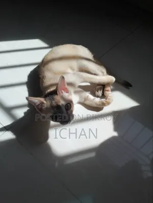 1-3 months Female Mixed Breed Bengal