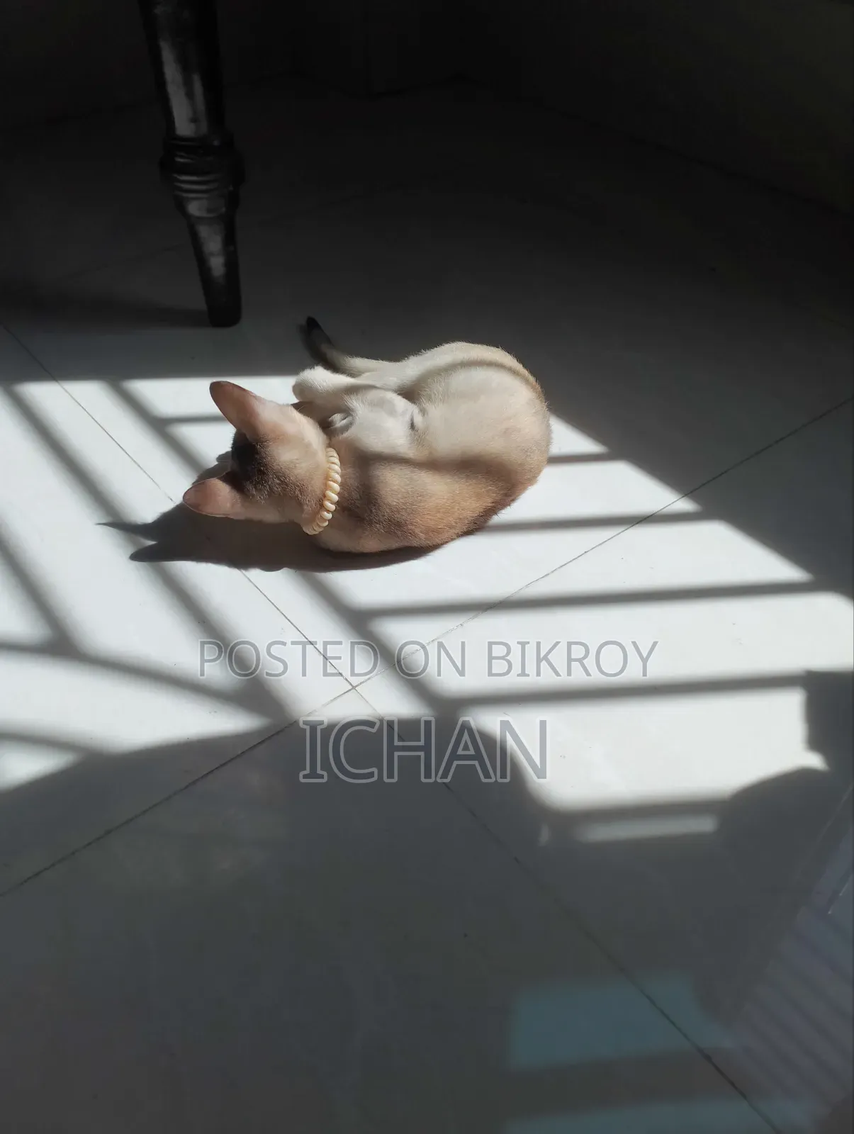 ১-৩ মাস বয়সী স্ত্রী মিশ্র জাতের বেঙ্গল