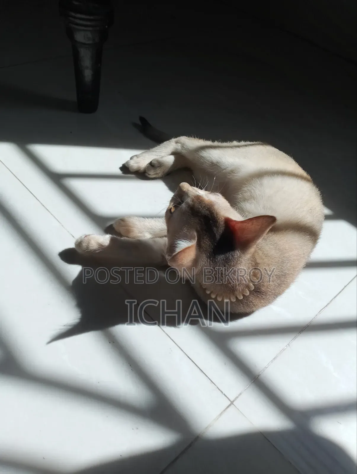 ১-৩ মাস বয়সী স্ত্রী মিশ্র জাতের বেঙ্গল