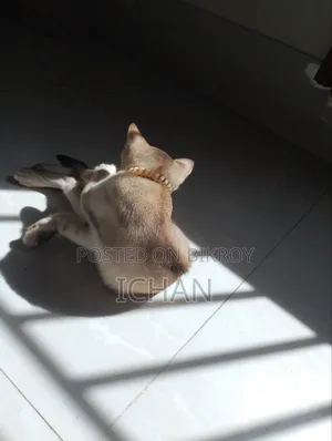 ১-৩ মাস বয়সী স্ত্রী মিশ্র জাতের বেঙ্গল