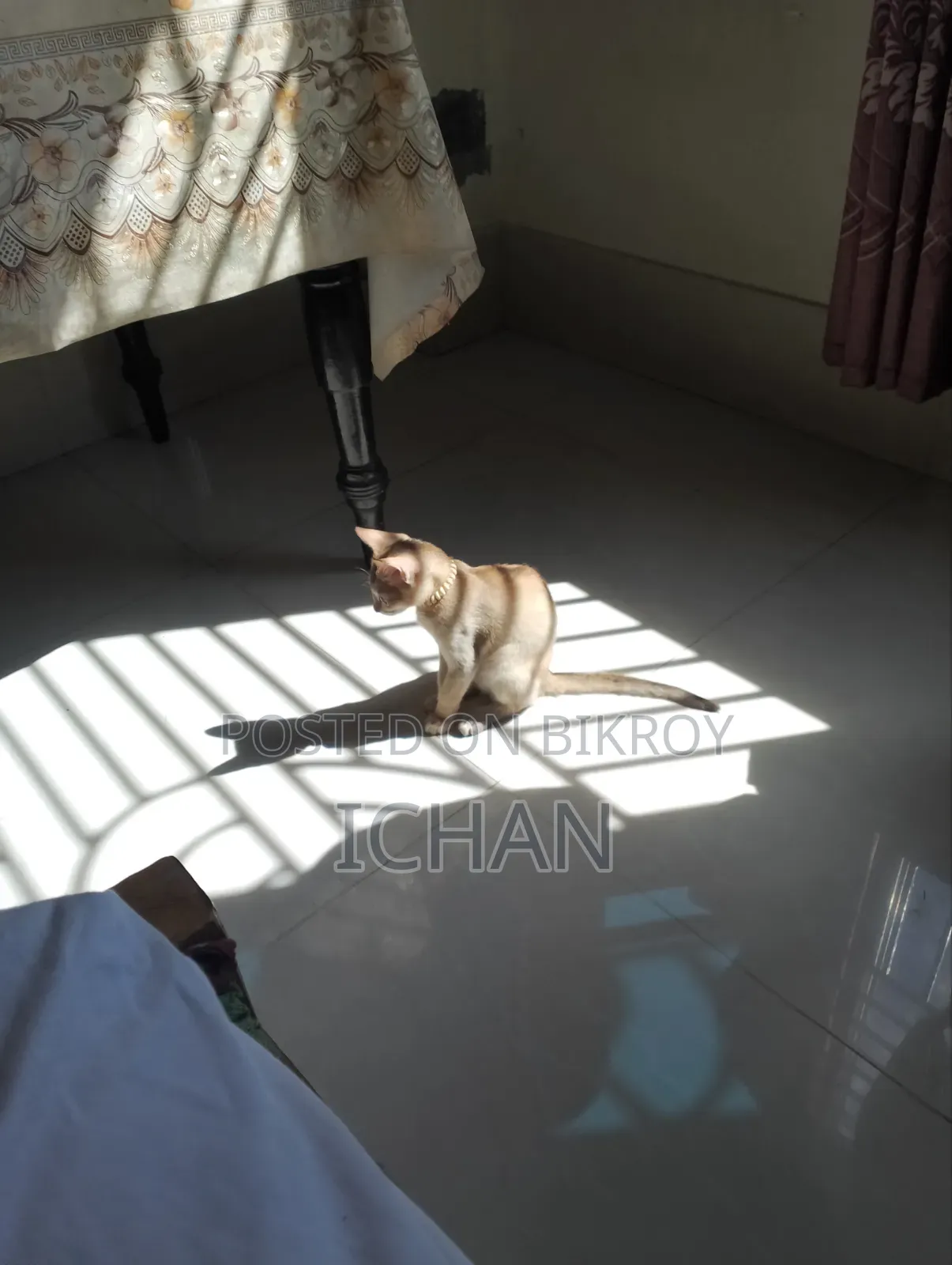 ১-৩ মাস বয়সী স্ত্রী মিশ্র জাতের বেঙ্গল