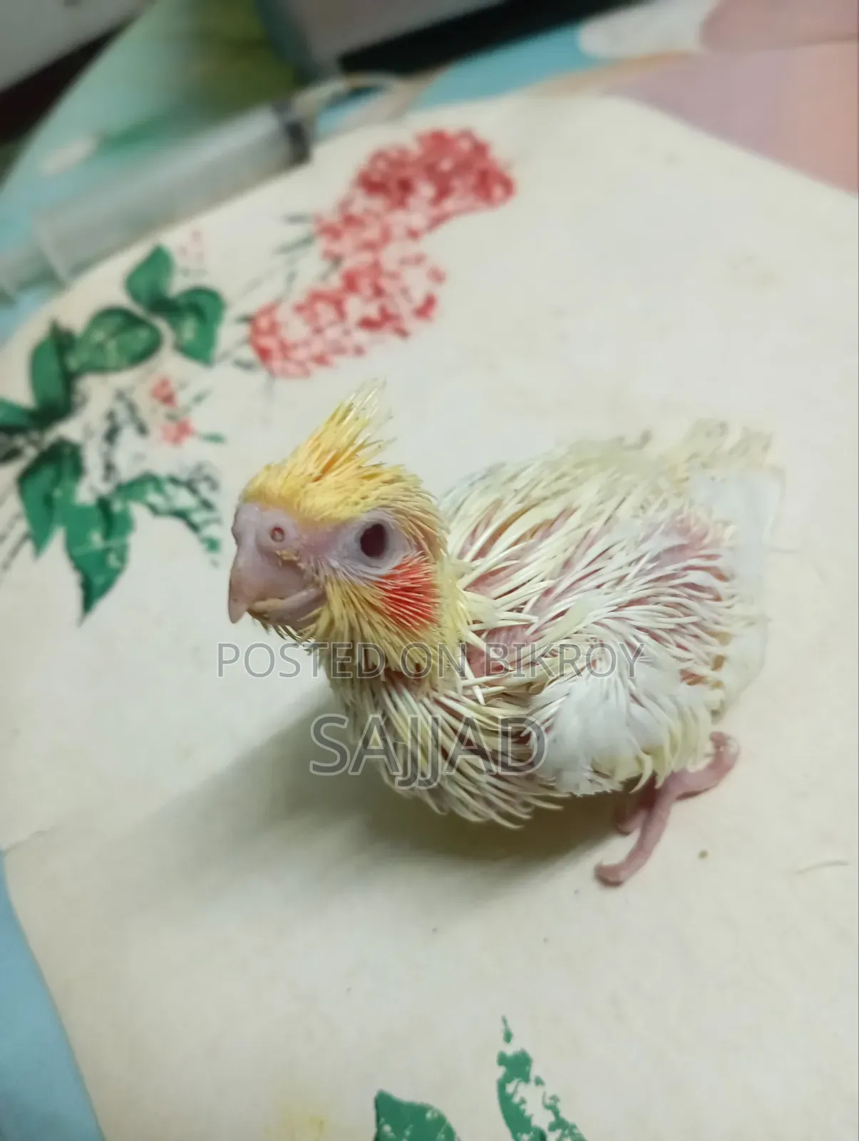 Cockatiel Baby