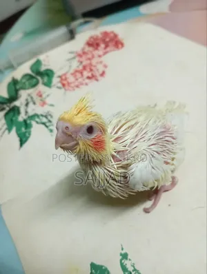 Cockatiel Baby