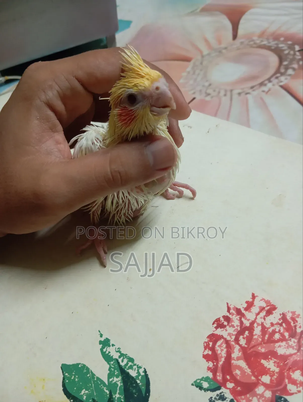 Cockatiel Baby