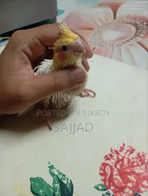 Cockatiel Baby