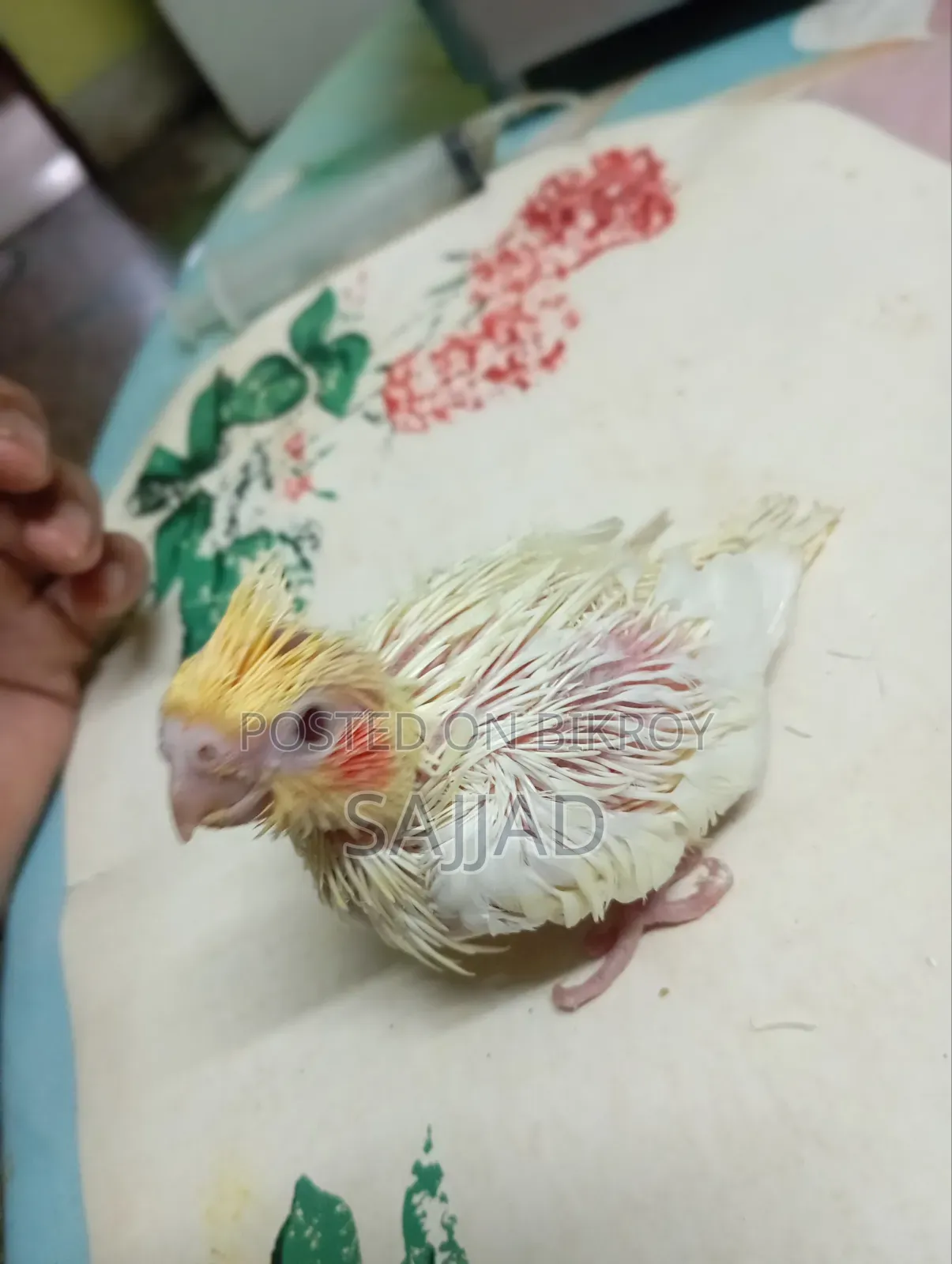 Cockatiel Baby
