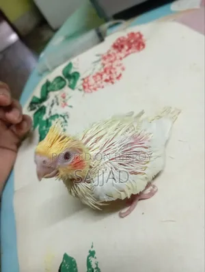 Cockatiel Baby