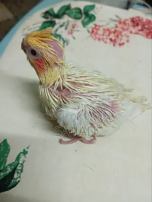Cockatiel Baby