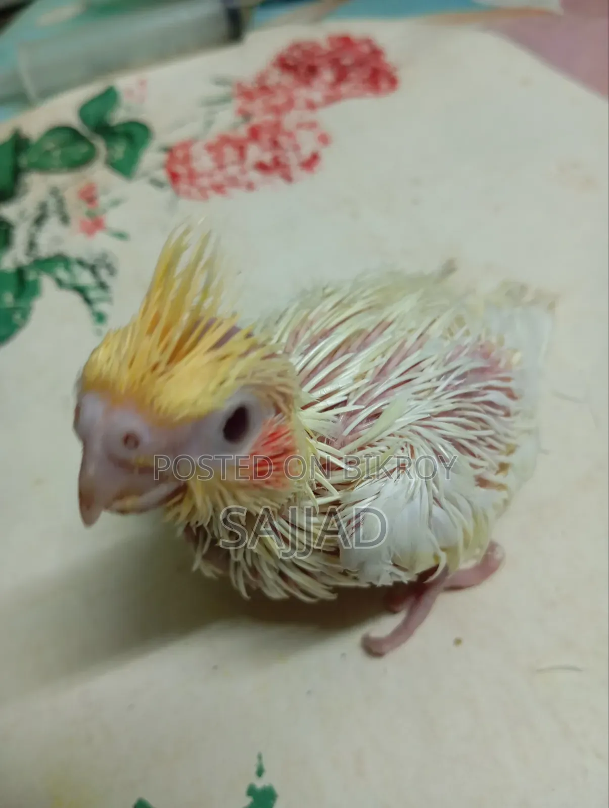 Cockatiel Baby