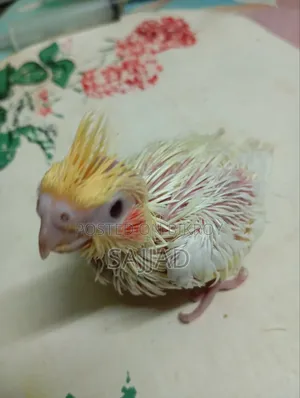 Cockatiel Baby