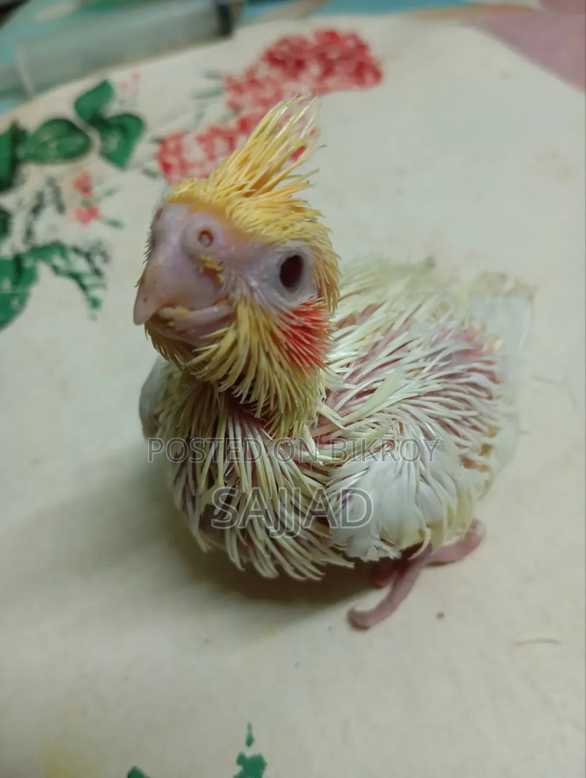 Cockatiel Baby