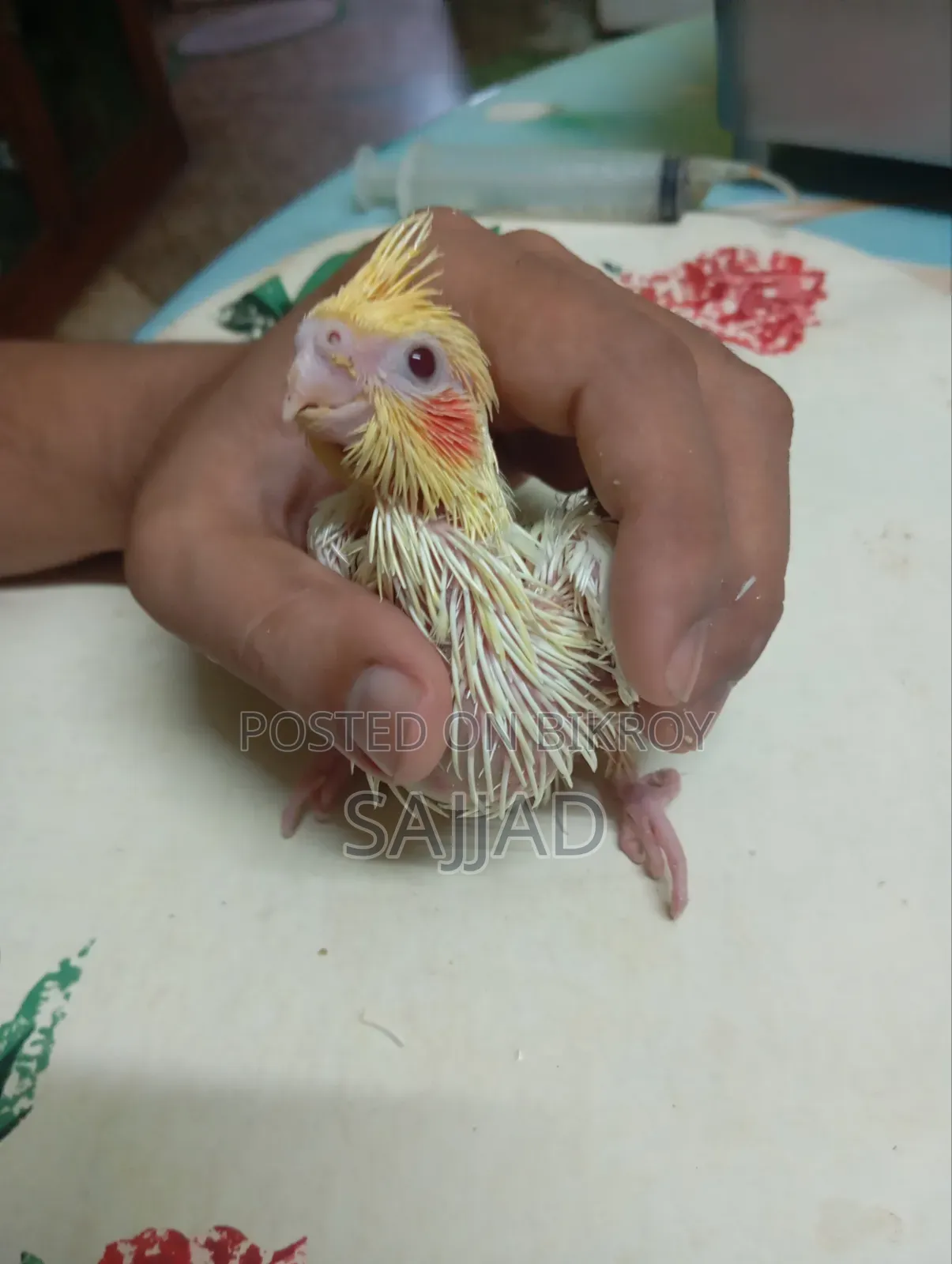 Cockatiel Baby