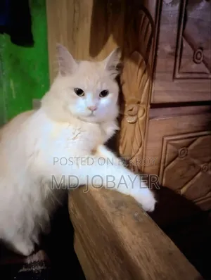 1+ year Female Mixed Breed Persian