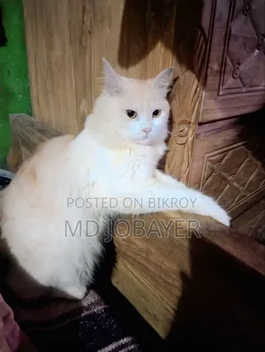 1+ year Female Mixed Breed Persian