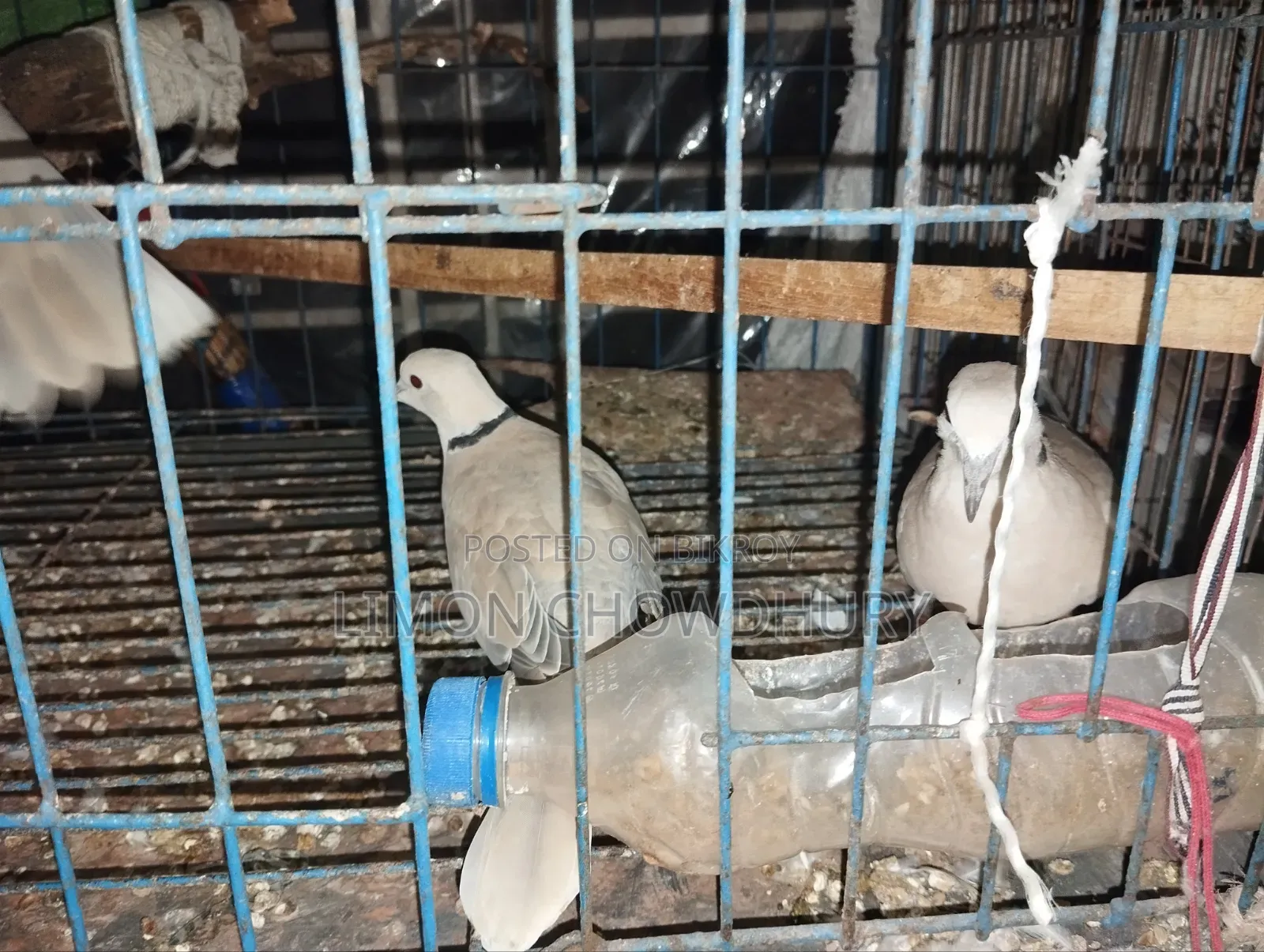Australian Dove