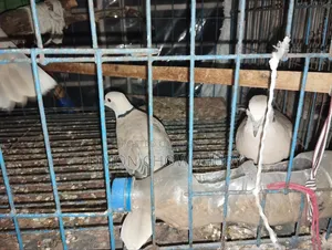 Australian Dove