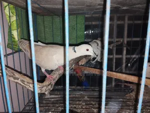 Australian Dove
