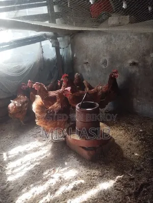 Egg Laying Layer Chicken