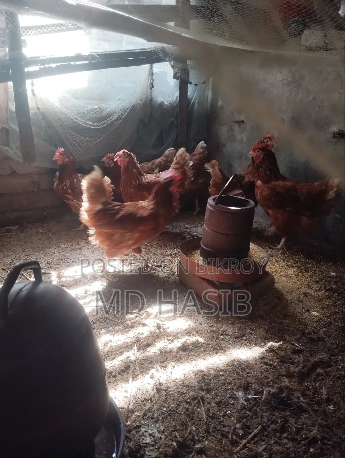 Egg Laying Layer Chicken
