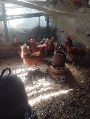 Egg Laying Layer Chicken