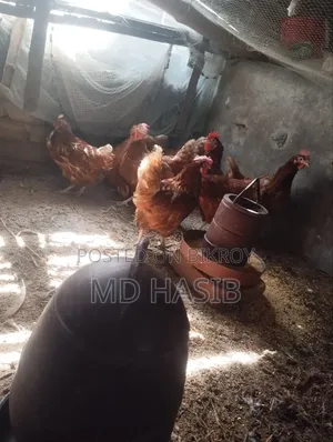 Egg Laying Layer Chicken