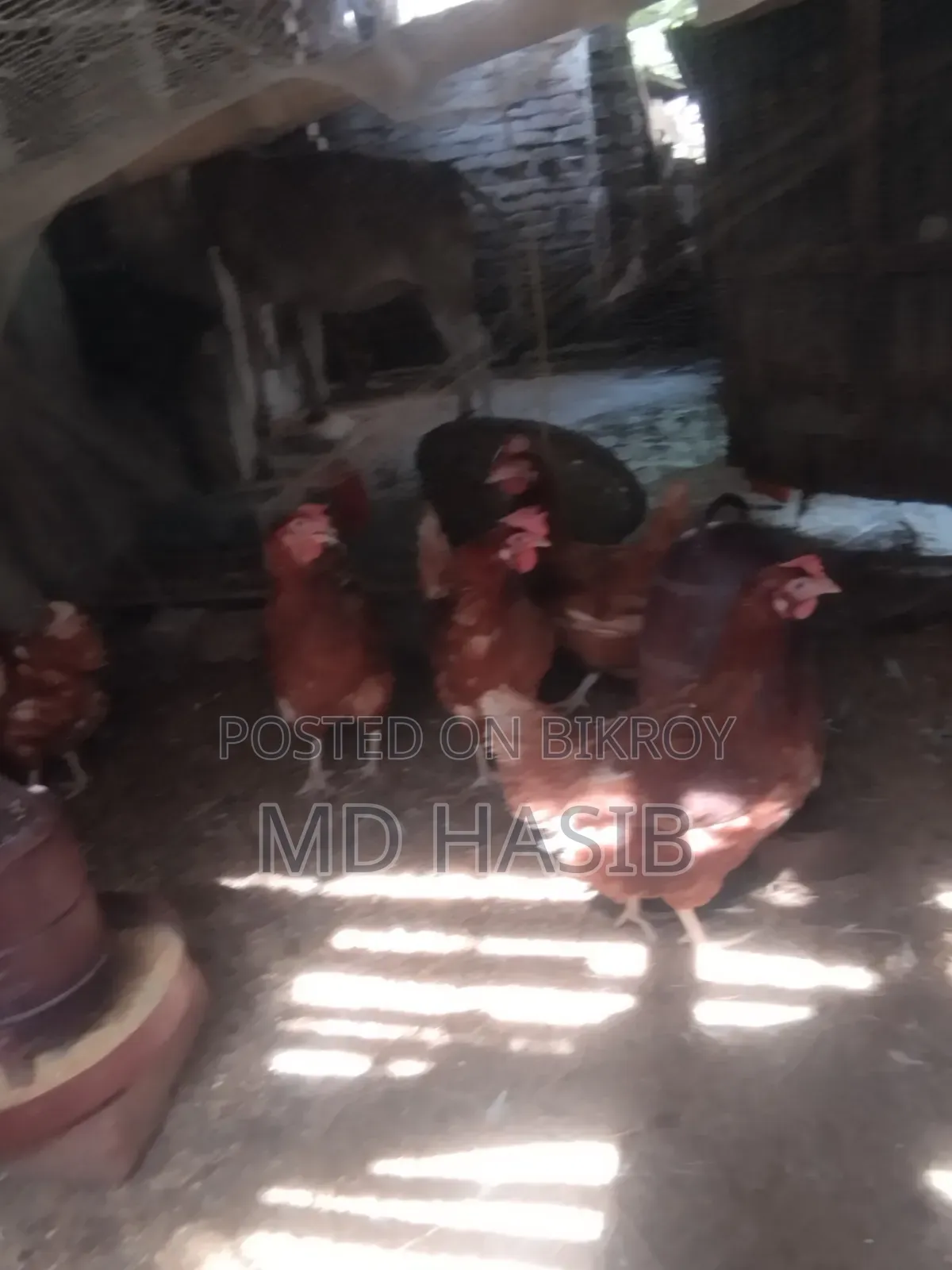 Egg Laying Layer Chicken