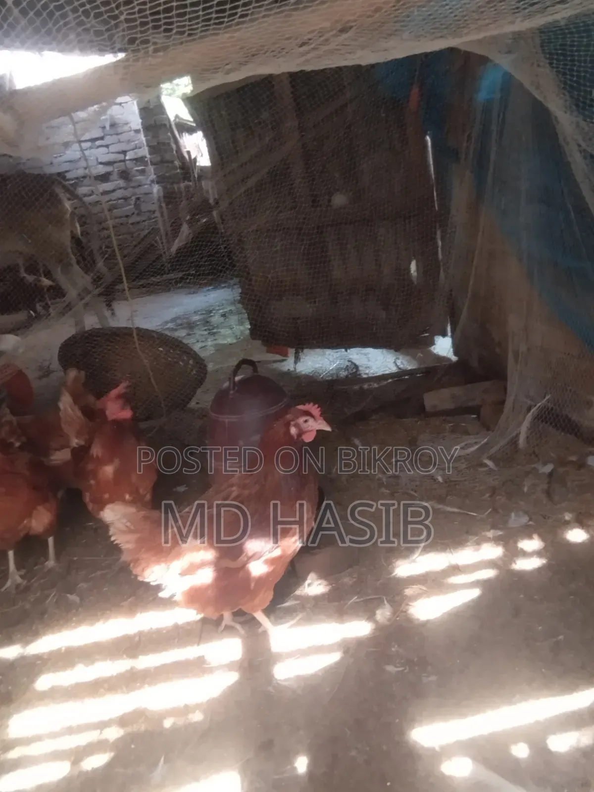 Egg Laying Layer Chicken