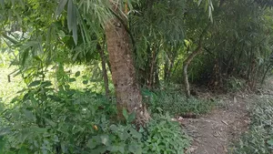 জমি বিক্রি করা হবে