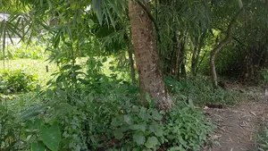 জমি বিক্রি করা হবে
