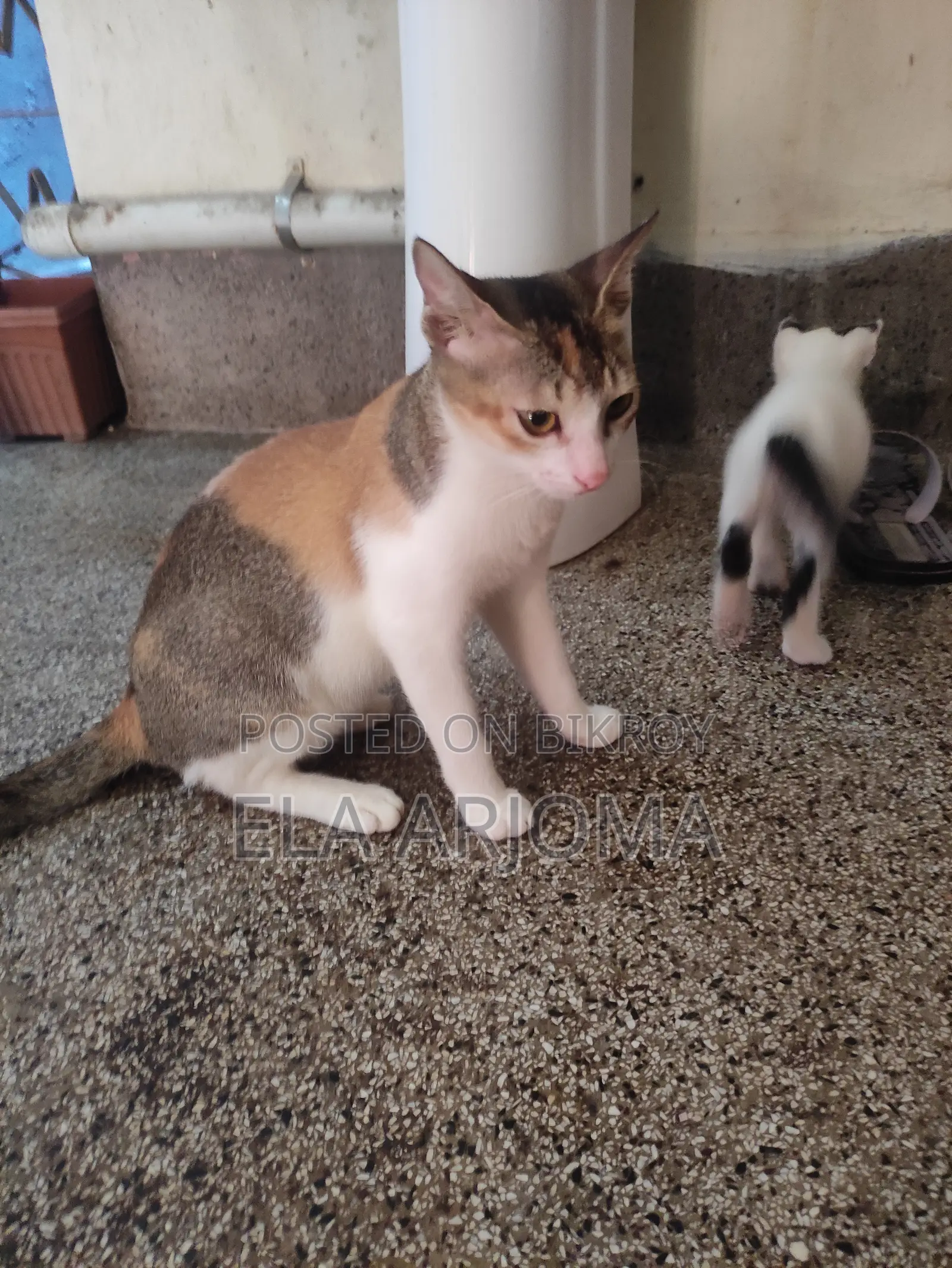 1-3 months Male Purebred Bengal