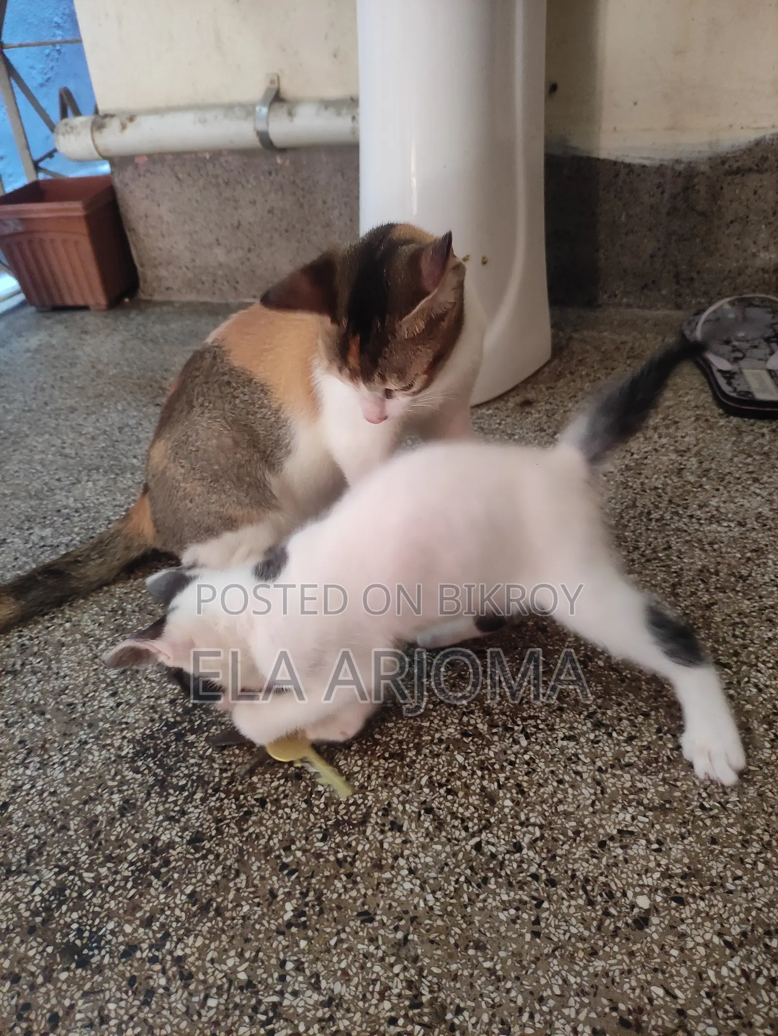 1-3 months Male Purebred Bengal