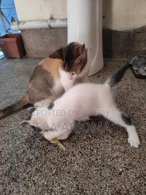 1-3 months Male Purebred Bengal