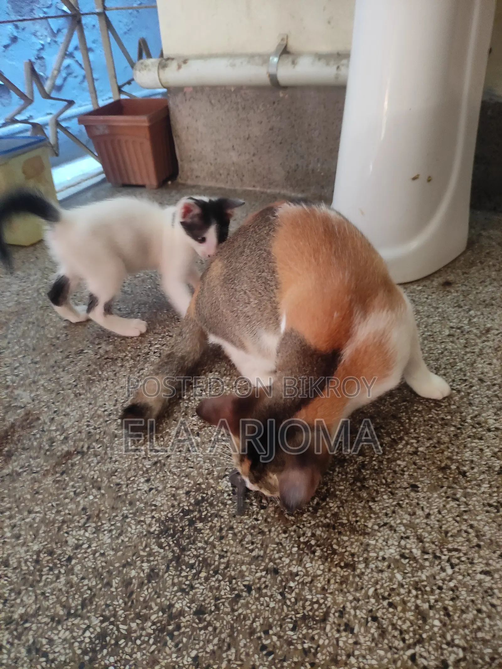 1-3 months Male Purebred Bengal