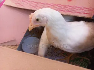 Chicken Murgir Badshah