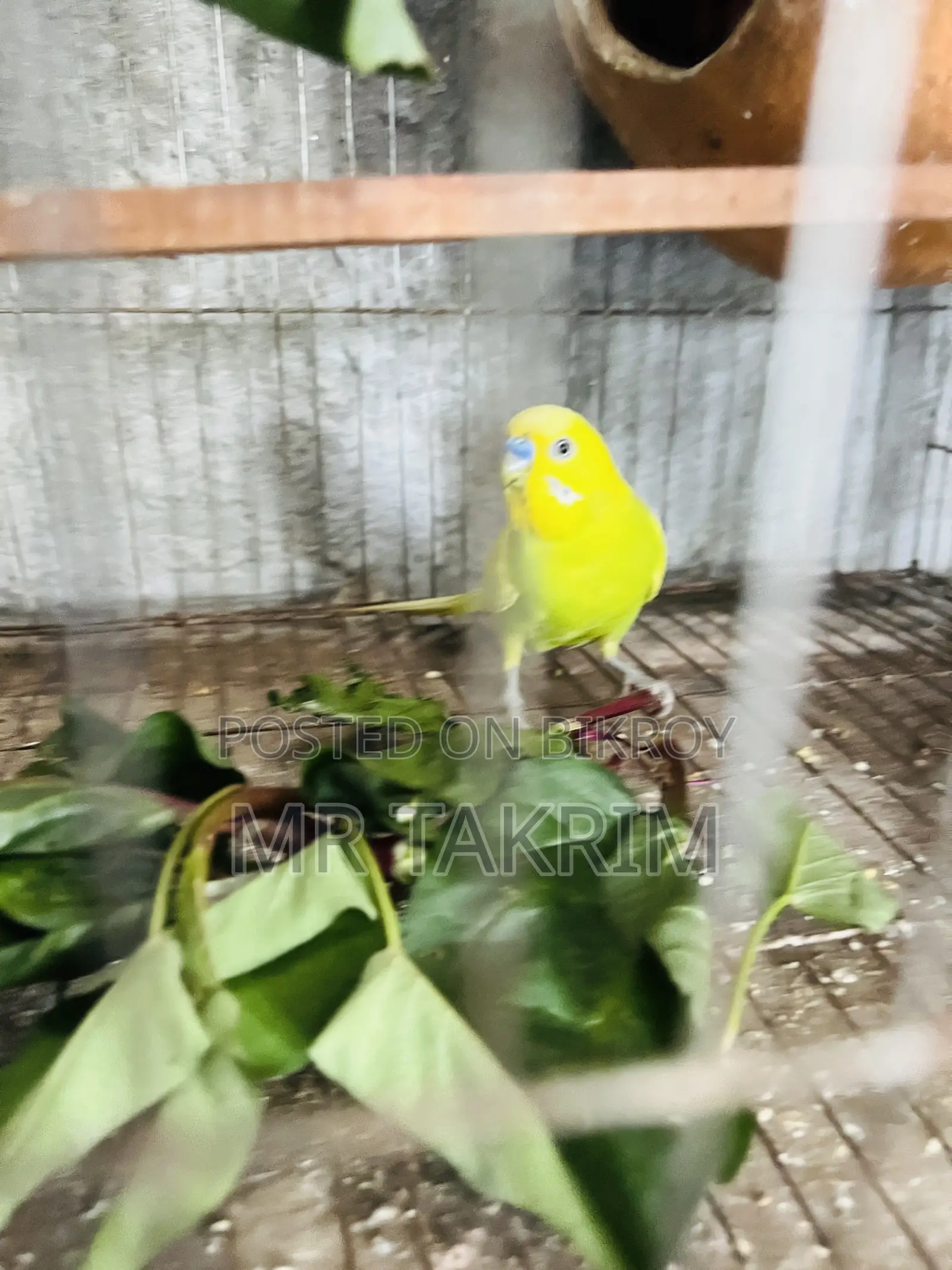Budgerigar bird with cage