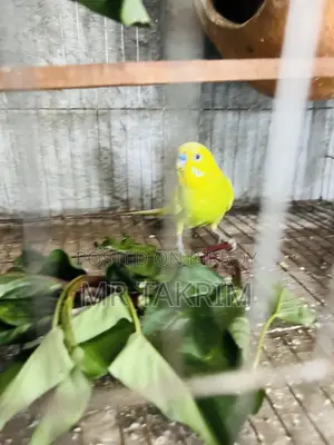 Budgerigar bird with cage
