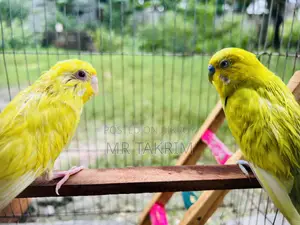Budgerigar bird with cage